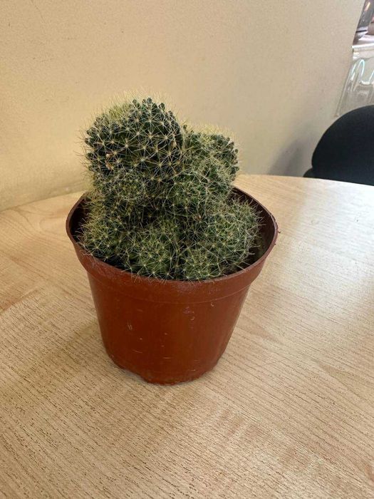 Продаю цветы  (кактусы сортовые, денежное дерево, каменная роза )