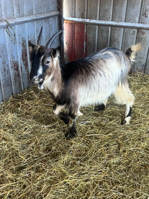 Capre tinere de vanzare