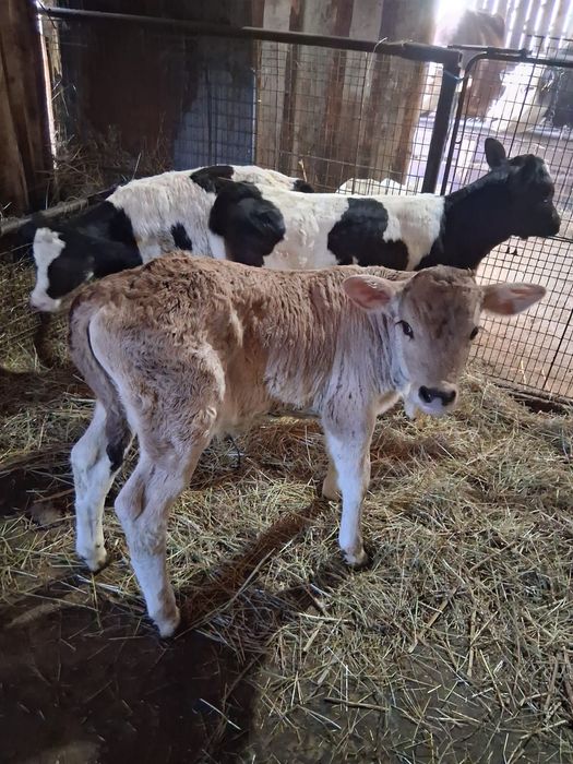 Vând vițeii din monta