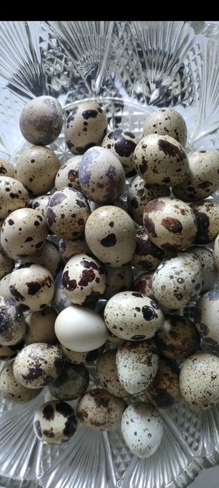 Продам яйца перепелиные.домашние