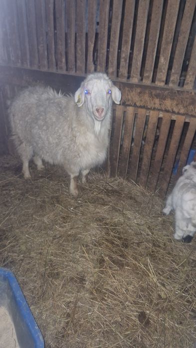 Продам коз с козлятвми