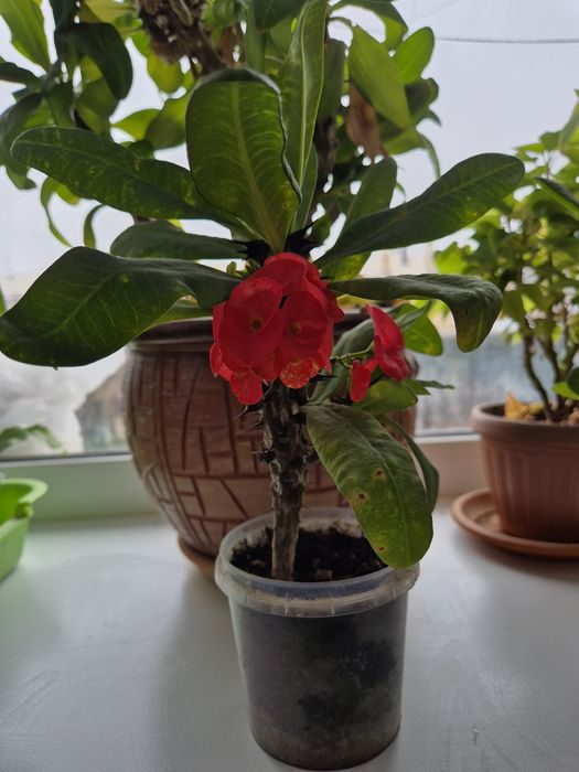 Продам молочай Миля красный