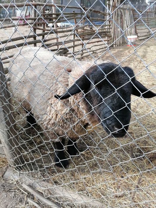 Vând un berbec și o oaie sufolck