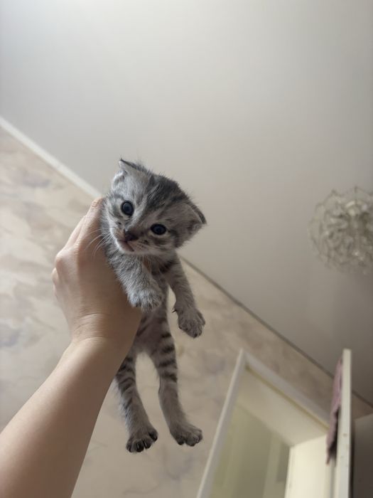 котята породистые