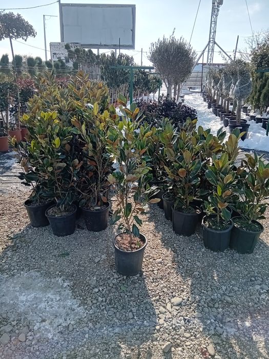 Laur englezesc photinia Red Robin leilandi