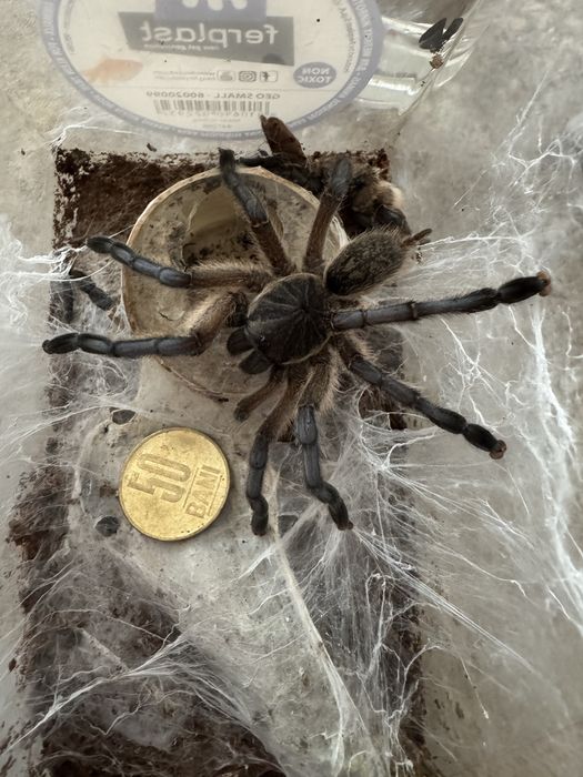 Tarantula Harpactira pulchripes