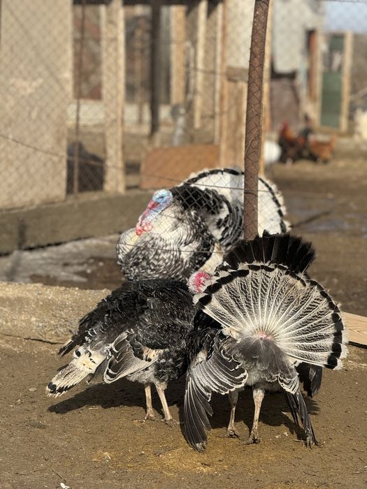 Индюк кораздары сатылады