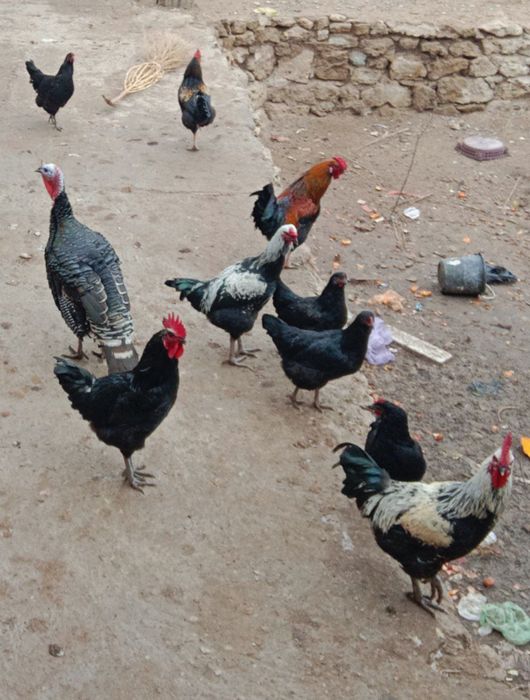 Tawiqlar satiladi. oraqbalgada