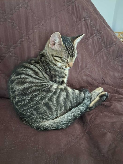 Dau pentru adoptie pui pisica tigrata