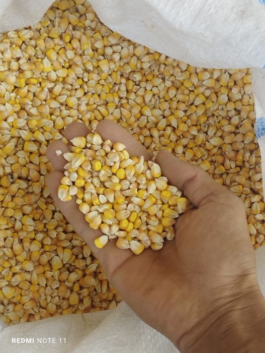 Sifatli makkajoʻxori