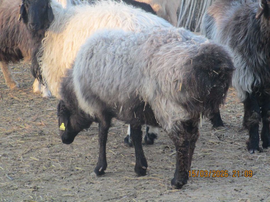 Семіз қой сатылады.