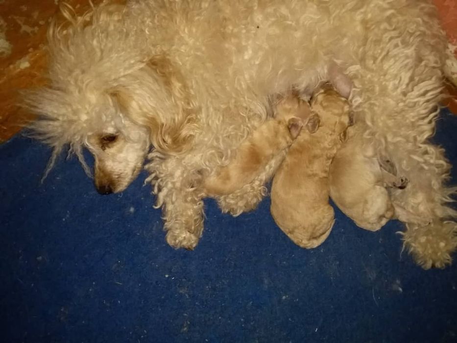 Продается собачки той пудель