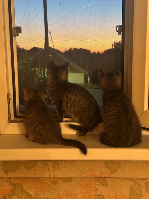 Котята в хорошие руки