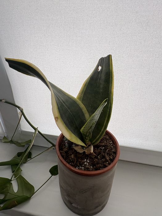 продам сансеверию редкий сорт