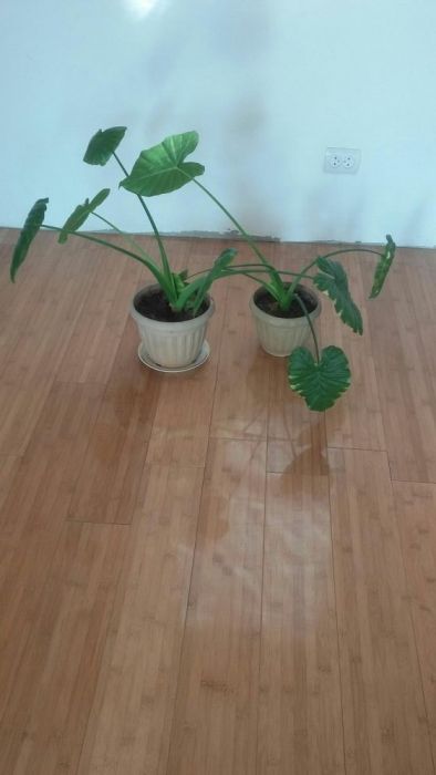 Продам цветок алоказия