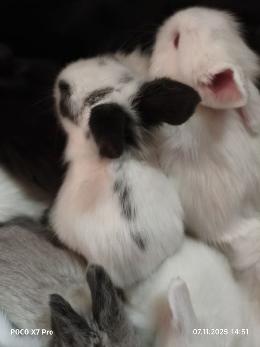 Карликовые кролики