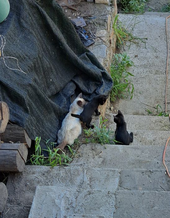 Dau spre adopție pisicuțe
