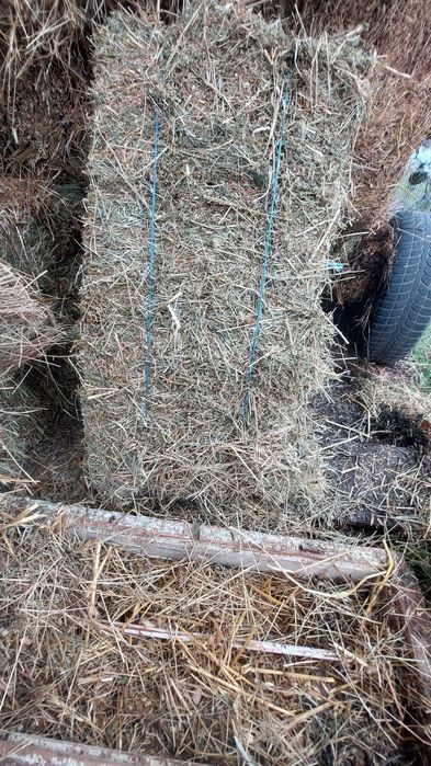 Baloti de trifoi 25 lei buc