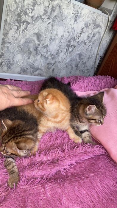 Котята в хорошие руки