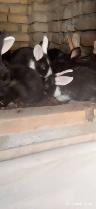 Куйончалар сотилади 50 минг сумдан бошланади