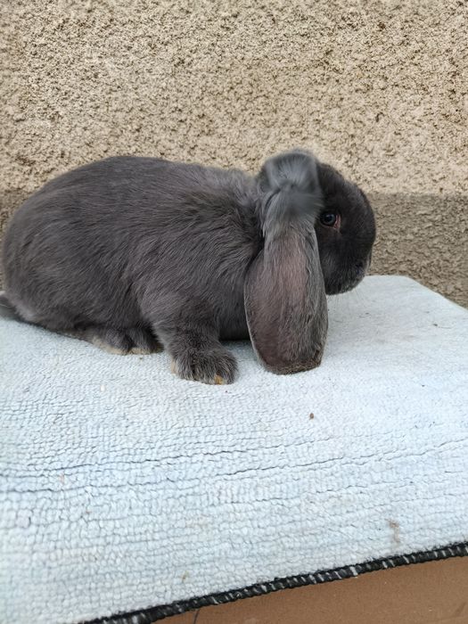 Iepuri berbec german albastru diferite varste