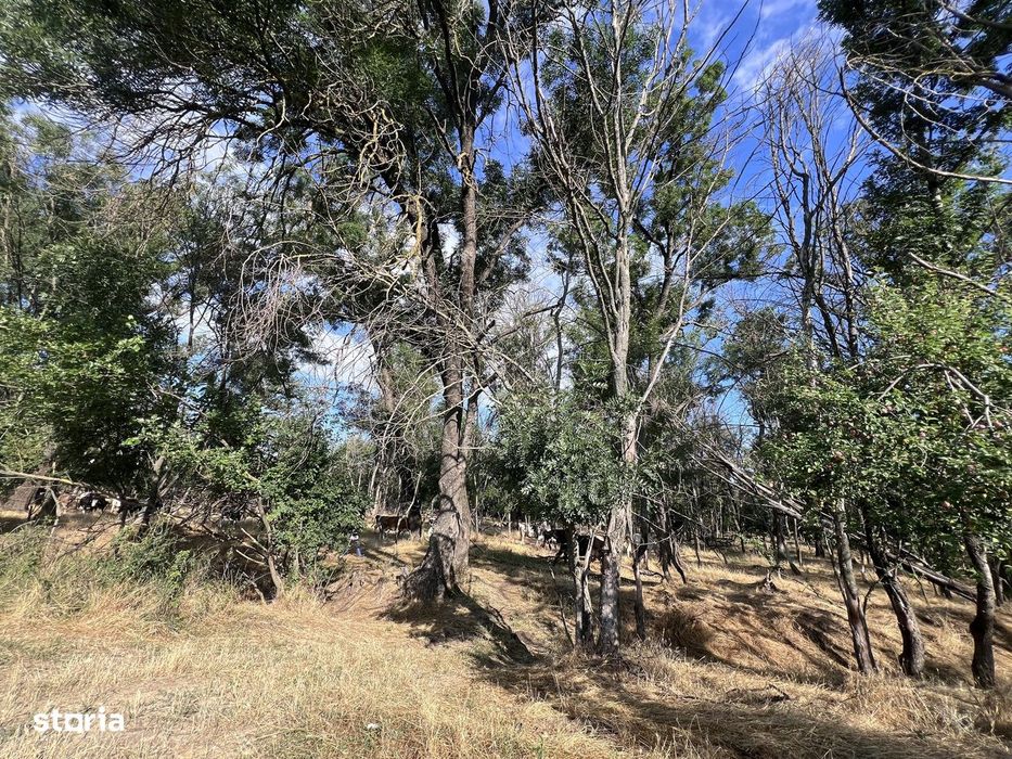 Teren intravilan, 4700 mp, dublu front stradal, la marginea Pădurii Co