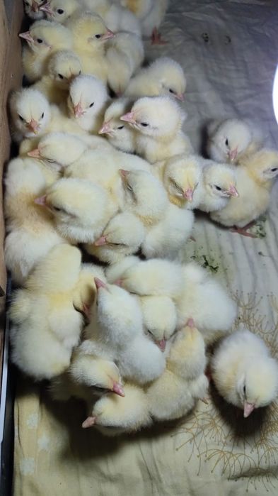 Суточные цыплята бройлеры