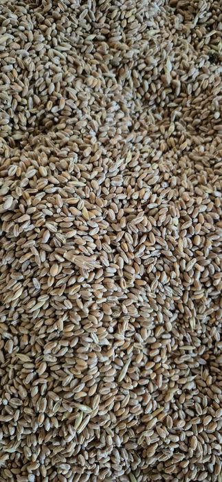 de vanzare grau productia 2025