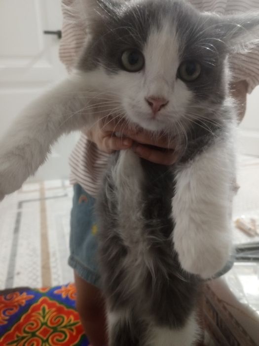 Милые котята ждут своих хозяев