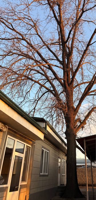 Дубовое дерево ,дерево дуб