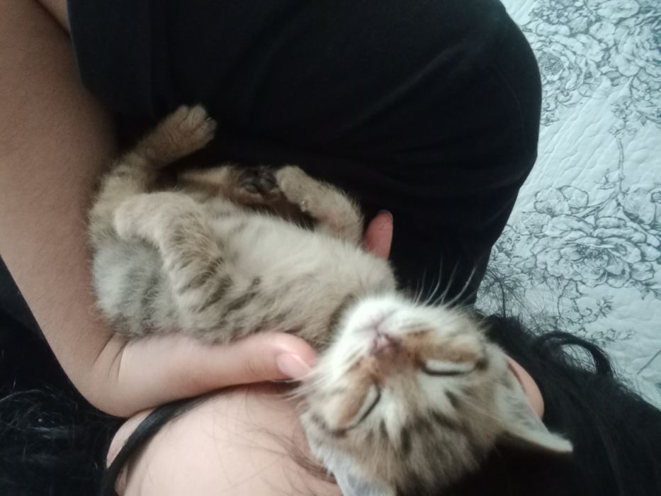 Отдаю котенка в добрые руки