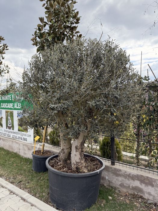 Vand plante ornamentale diferite specii de calitate superioara !