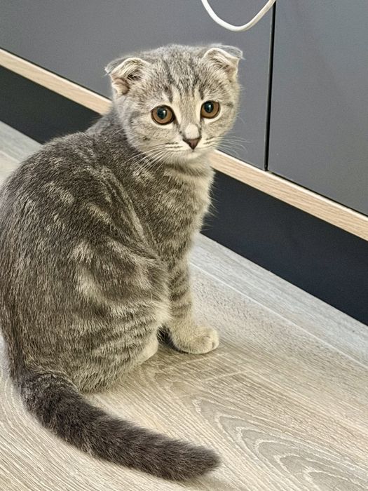 Кошка отдам в добрые руки