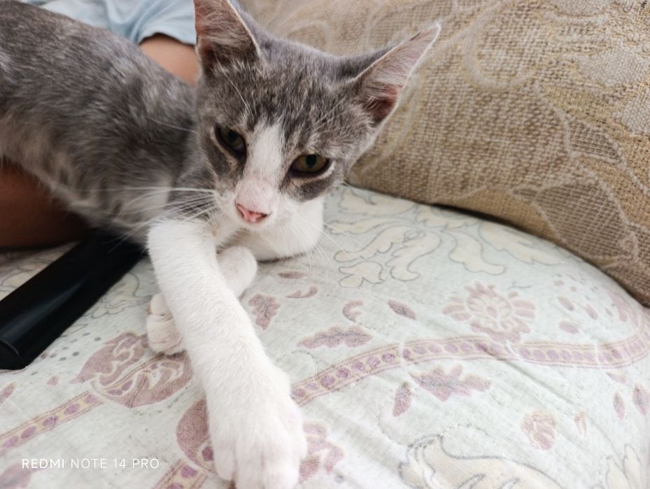 Котенок в добрые руки