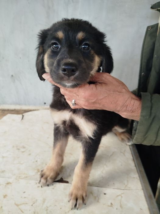 Щенки девочки в добрые руки.