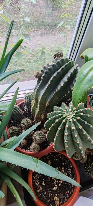 Продам недорого.