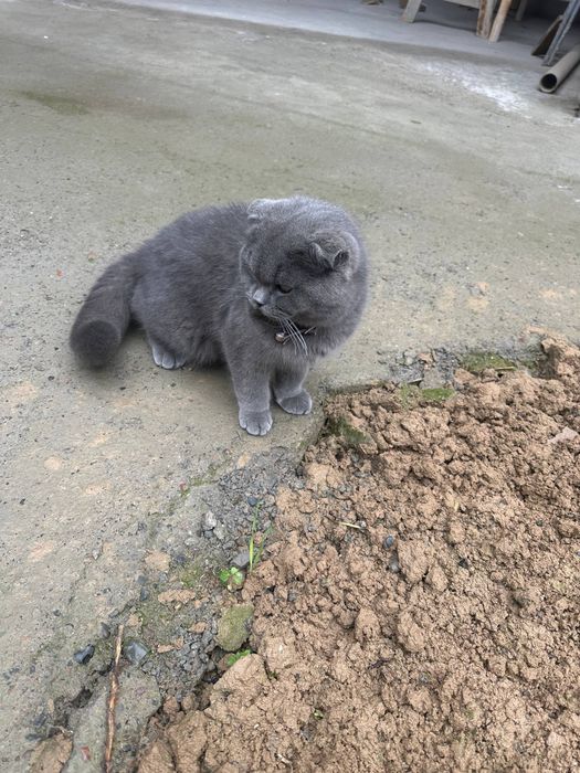 Продается Кошка 9 месец