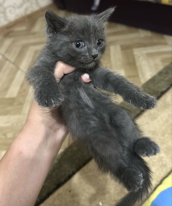 Отдам котят в хорошие руки
