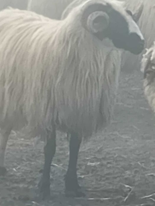 Berbecut mior de vanzare