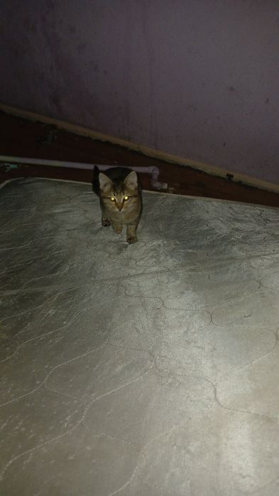Котята бесплатно