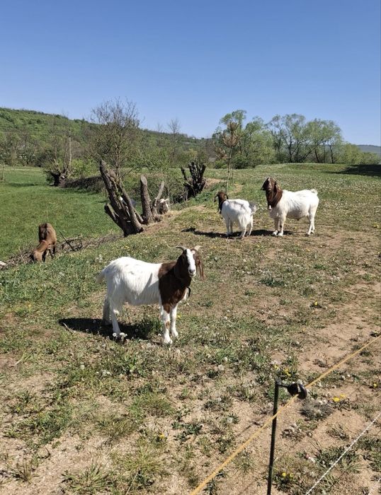 Vand capre Alpina franceza, Boer si Sanen
