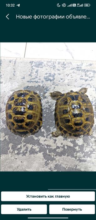 Toshbaqa sotiladi!(Продается черепашки!)