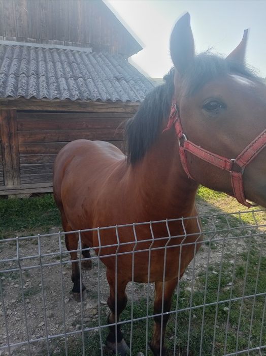 Vand mânz de un 1 ani