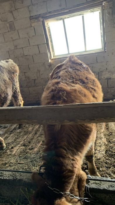 Бузау сатылады продам бычков