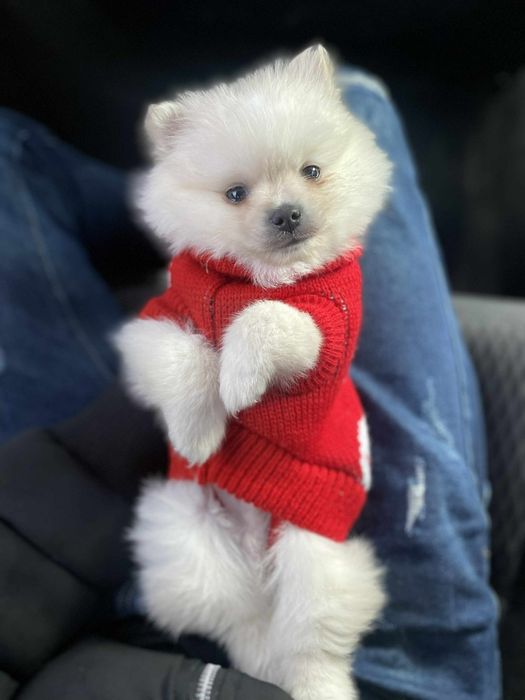 Продавам куче померан