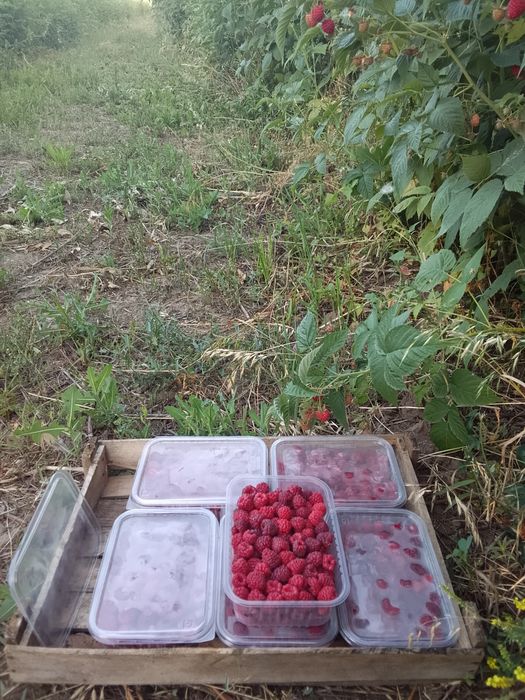 Малина көшеті сатылымда,сорт зюгана