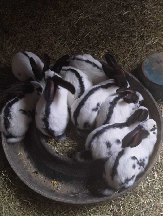 Vând pui de iepuri și un mascul