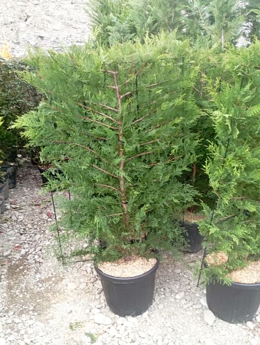 Vindem plante ornamentale doriți să aveți o grădină frumoasă de primă