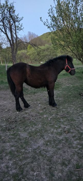 Mânză de 1 an de zile