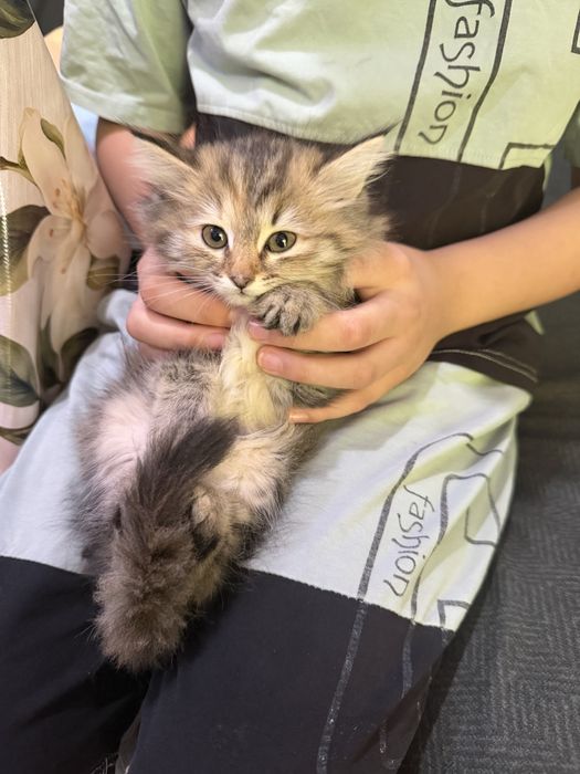 Котята Mushukcha sotiladi ko’rim yidi parodali